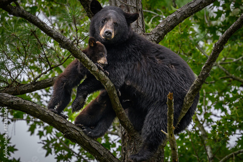 Mother Black Bear in a Tree with Cubs