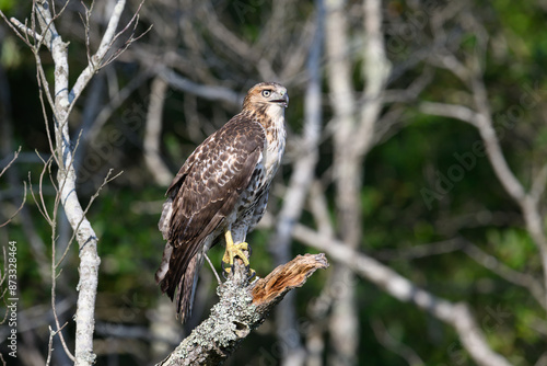 Red Tailed Hawk on a Perch