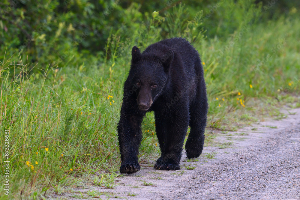 Black Bear walking by a stone road Black Bear walking by a stone road