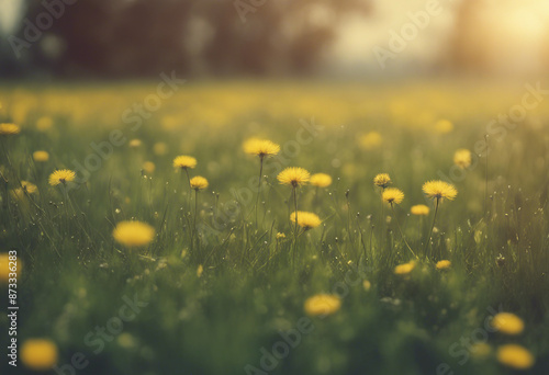 Spring summer blurred natural background Beautiful meadow field with fresh grass and yellow dandelio photo