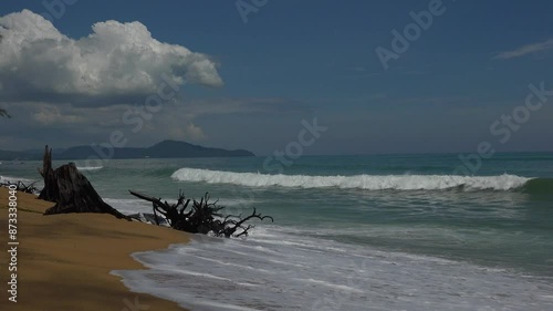 Parts of dry trees stuck in the sand at the beach on Phuket Island in Thailand. photo