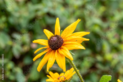 rudbekia żółty kwiat z czarnym środkiem w ogrodzie photo