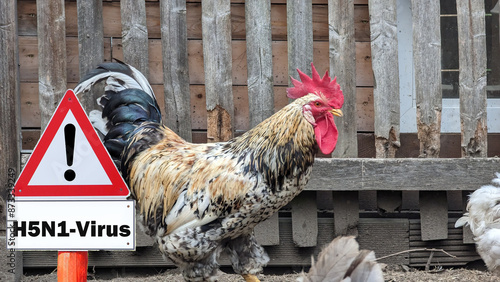 close-up of chicken, sign H5N1 concept of poultry, threat of avian influenza and illness among poultry.