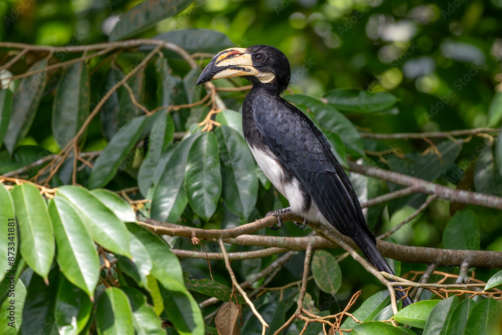 African Pied Hornbill - Lophoceros fasciatus, large beautiful iconic bird equatorial African forests and woodlands, Uganda. African Pied Hornbill - Lophoceros fasciatus, large beautiful iconic bird equatorial African forests and woodlands, Uganda.
