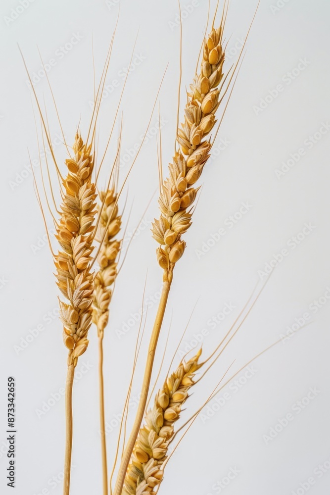 Three golden wheat stalks are shown in a close up. The stalks are tall and slender, with a few brown spots on them Three golden wheat stalks are shown in a close up. The stalks are tall and slender, with a few brown spots on them