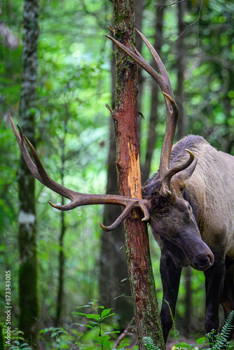 elk rubbing antlers on tree