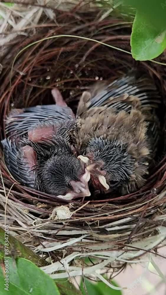 Birds in nest- gaping Hatchlings Birds in nest- gaping Hatchlings