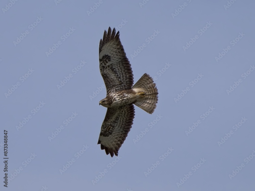 Fototapeta premium Poiana (Buteo buteo)