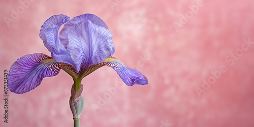 Elegant Close-Up of a Purple Iris Flower against Pink Background photo