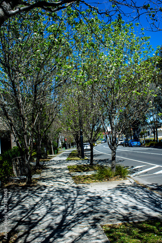 Captivating urban scene in Parramatta, NSW, Australia. Tree-lined footpath flanked by charming houses, creating a picturesque streetscape. Ideal for conveying suburban tranquility