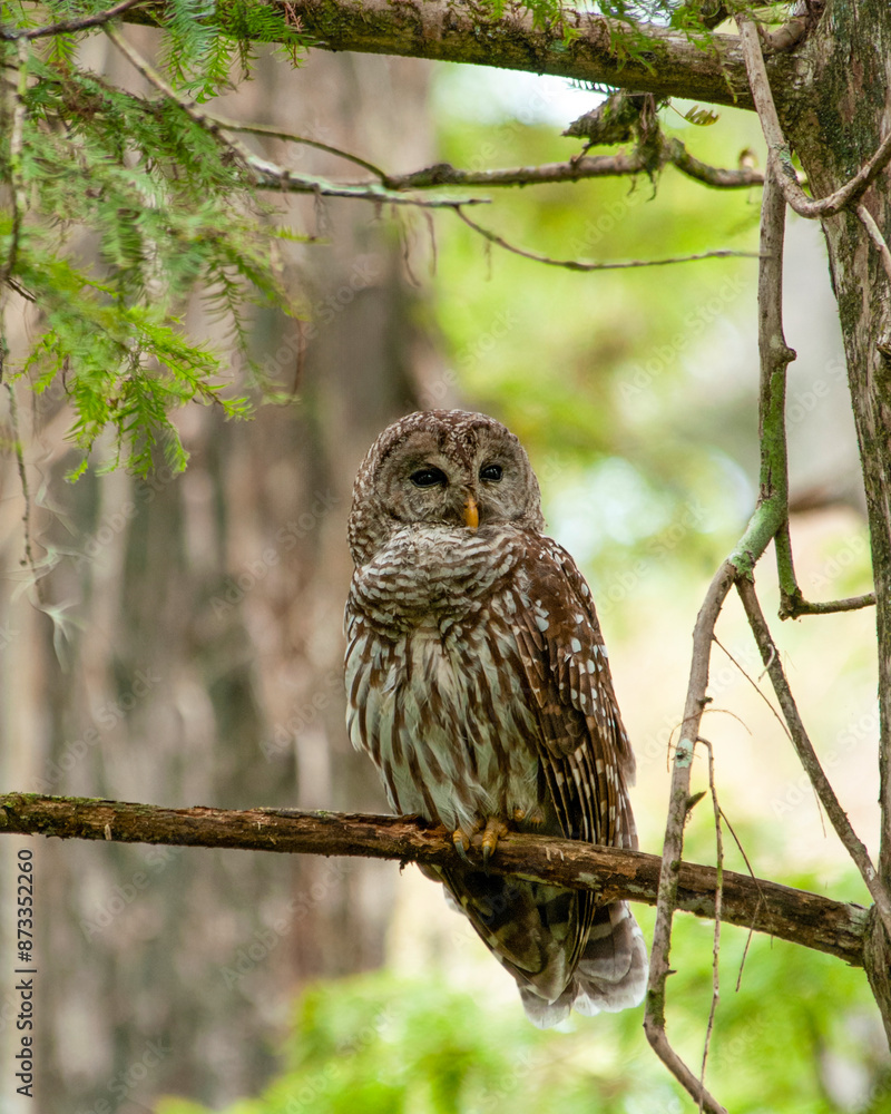 An adult Barred owl, Strix varia, perches on a cypress tree branch, facing the camera, with its eyes open. The full-body profile showcases its coloration and feather detail. An adult Barred owl, Strix varia, perches on a cypress tree branch, facing the camera, with its eyes open. The full-body profile showcases its coloration and feather detail.