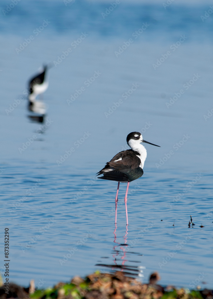 Obraz premium A long-legged Black-necked stilt, Himantopus mexicanus, with fluffed out feathers is wading in the blue water with a blurred bird in the background. Vertical image. Room for type.