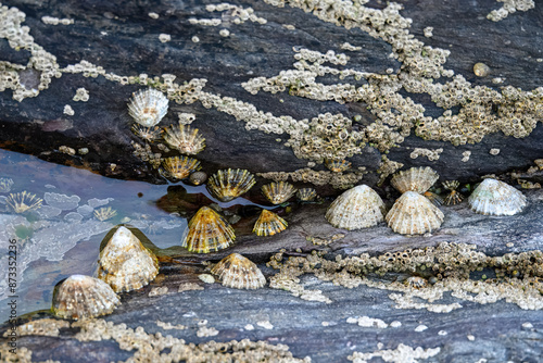 close up of limpets aquatic snails attached to the rocks 