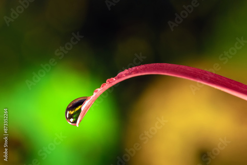 backgroundA drop of water on the petals of a gerbera, macro photography. photo