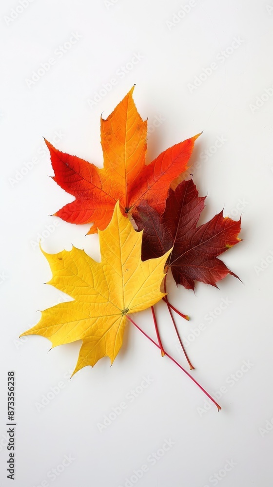 Four maple leaves, each with a different color, are arranged on a white surface. The leaves range in color from deep red to yellow, and their stems are red Four maple leaves, each with a different color, are arranged on a white surface. The leaves range in color from deep red to yellow, and their stems are red