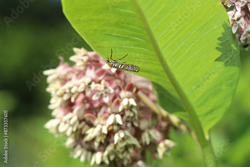 Obraz na płótnie Wide view of Ailanthus Webworm Moth (Atteva aurea)   with the pink and white flower of a Common Milkweed (Asclepias syriaca) in the background