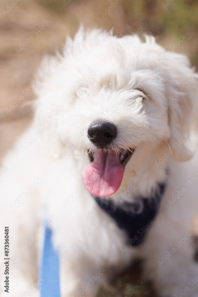 Fluffy white puppy happily panting in the sunlight. Fluffy white puppy happily panting in the sunlight.