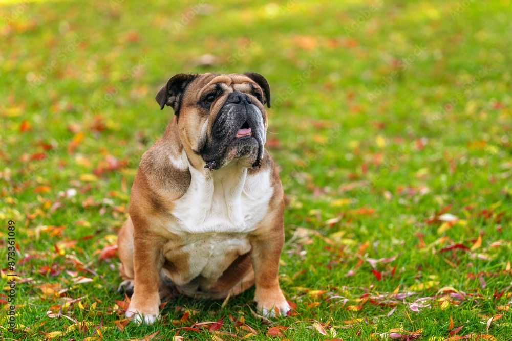 English Bulldog Sitting in Autumn Grass English Bulldog Sitting in Autumn Grass