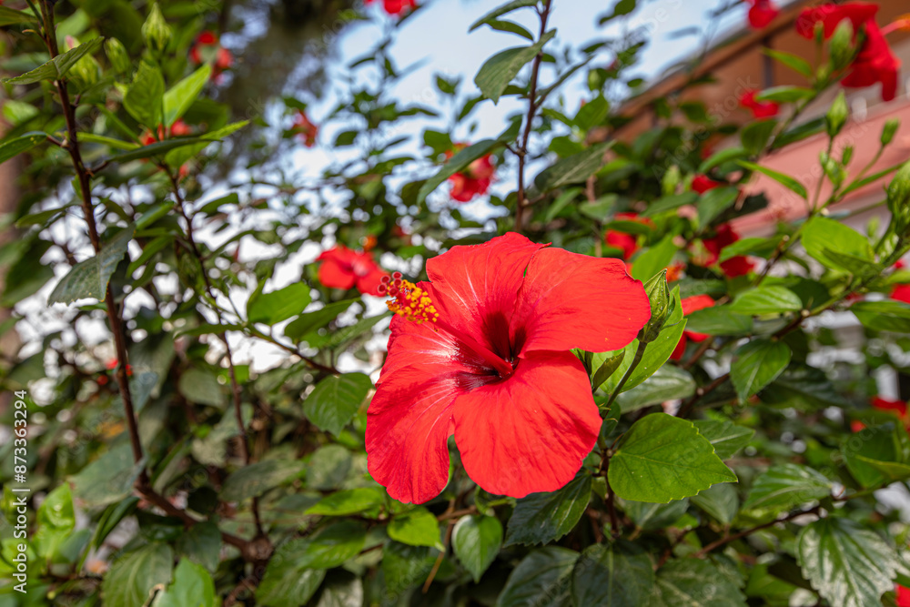 Red hibiscus with 5-leaf Hibiscus is characterized by a five-leafed plant with a long pollen tube. Hibiscus rosa sinensis named Malaysia's national flower Red hibiscus with 5-leaf Hibiscus is characterized by a five-leafed plant with a long pollen tube. Hibiscus rosa sinensis named Malaysia's national flower