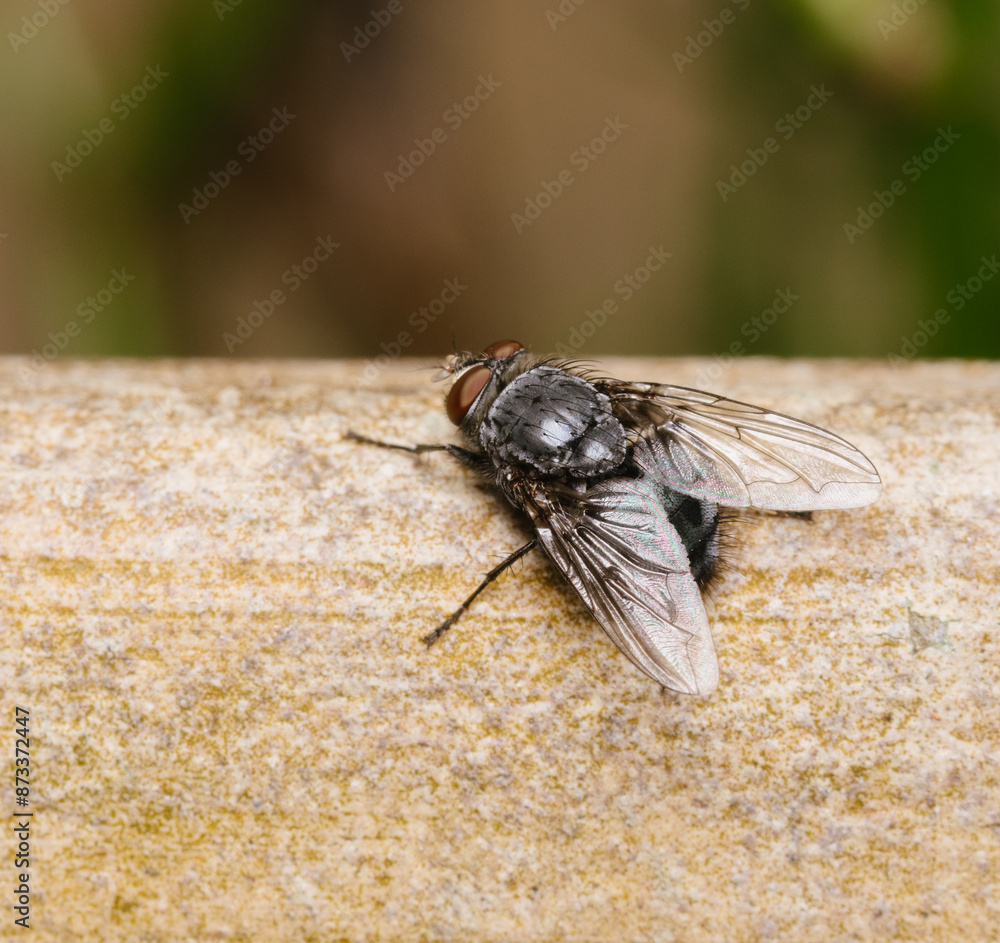 fly on a leaf fly on a leaf