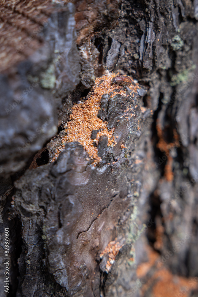 Bore dust a reddish sawdust like substance known as frass could be an indication of Pine Beetle activity Bore dust a reddish sawdust like substance known as frass could be an indication of Pine Beetle activity