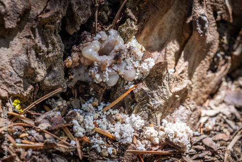 Pitch Tube on a Pine Tree Created by a Pine Beetle. Strong evidence this tree might be infected. photo