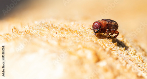 Western Pine Beetle close up on a piece of tree bark