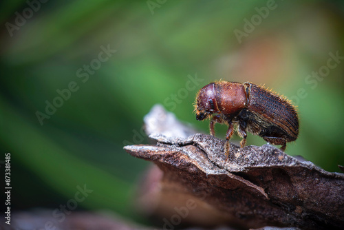 Western Pine Beetle close up on a piece of tree bark