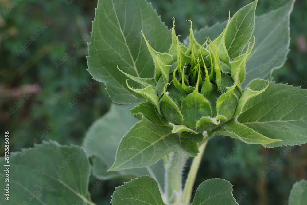 Knospe einer Sonnenblume, Helianthus Annies Knospe einer Sonnenblume, Helianthus Annies