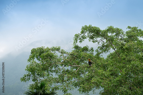 The great hornbill bird, Buceros bicornis, also known as the concave-casqued hornbill, great Indian hornbill or great pied hornbill, is perching on green tree with Himalayan mountain in background. photo