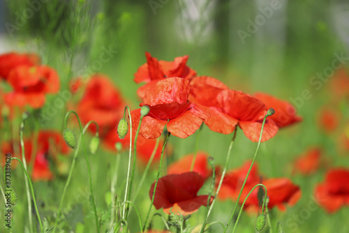 Large red poppies on a background of green leaves.