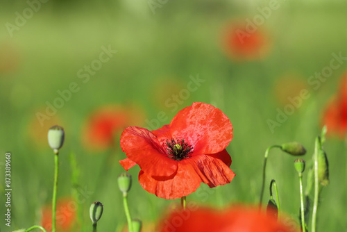Large red poppies on a background of green leaves. Red flowers.
