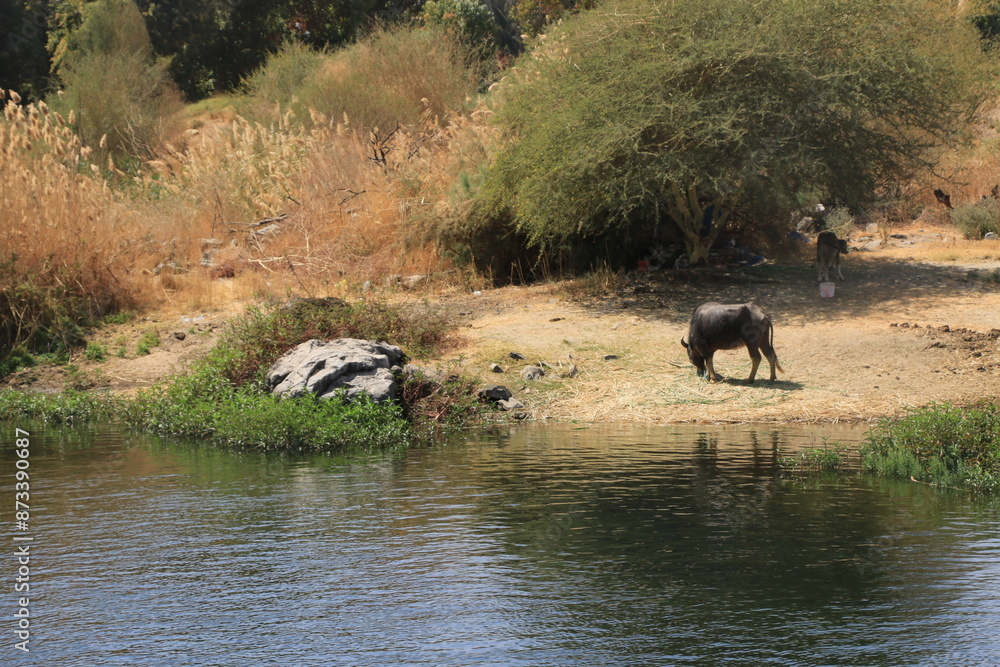 Nature in Aswan - Egypt Nature in Aswan - Egypt