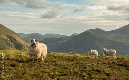 sheep in the mountains