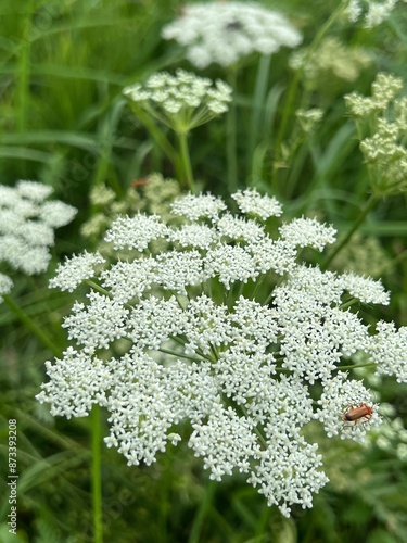 fields of beautiful flowers on the meadow and green grass