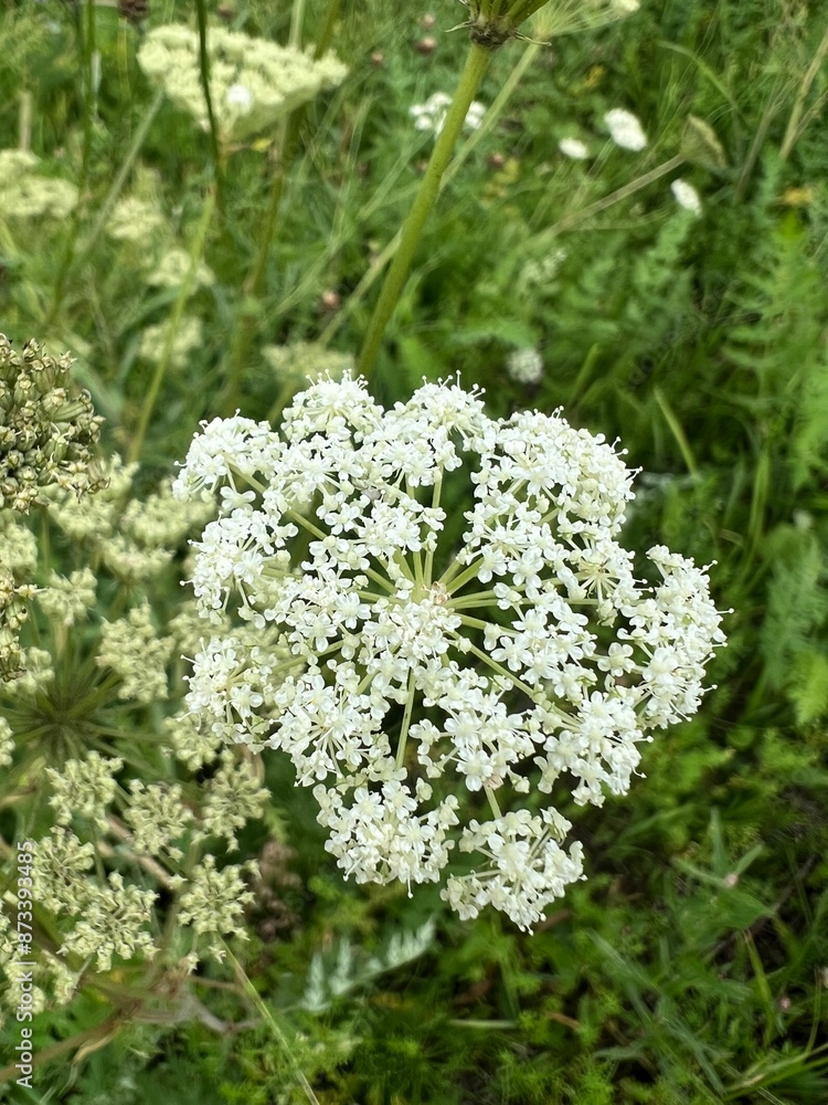 fields of beautiful flowers on the meadow and green grass fields of beautiful flowers on the meadow and green grass