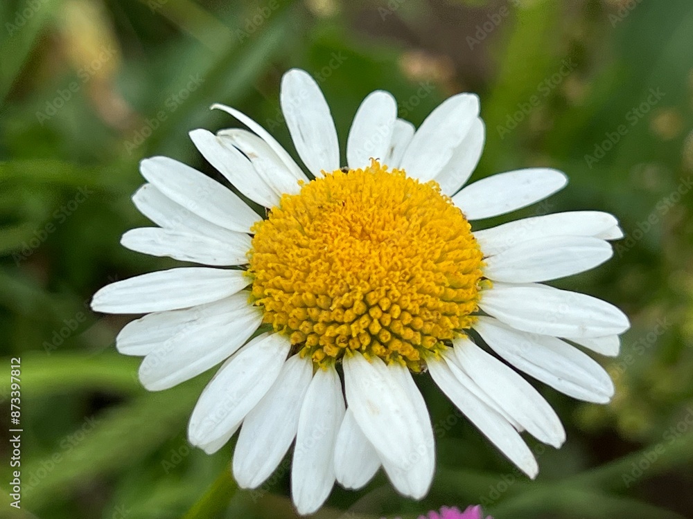 fields of beautiful flowers on the meadow and green grass fields of beautiful flowers on the meadow and green grass