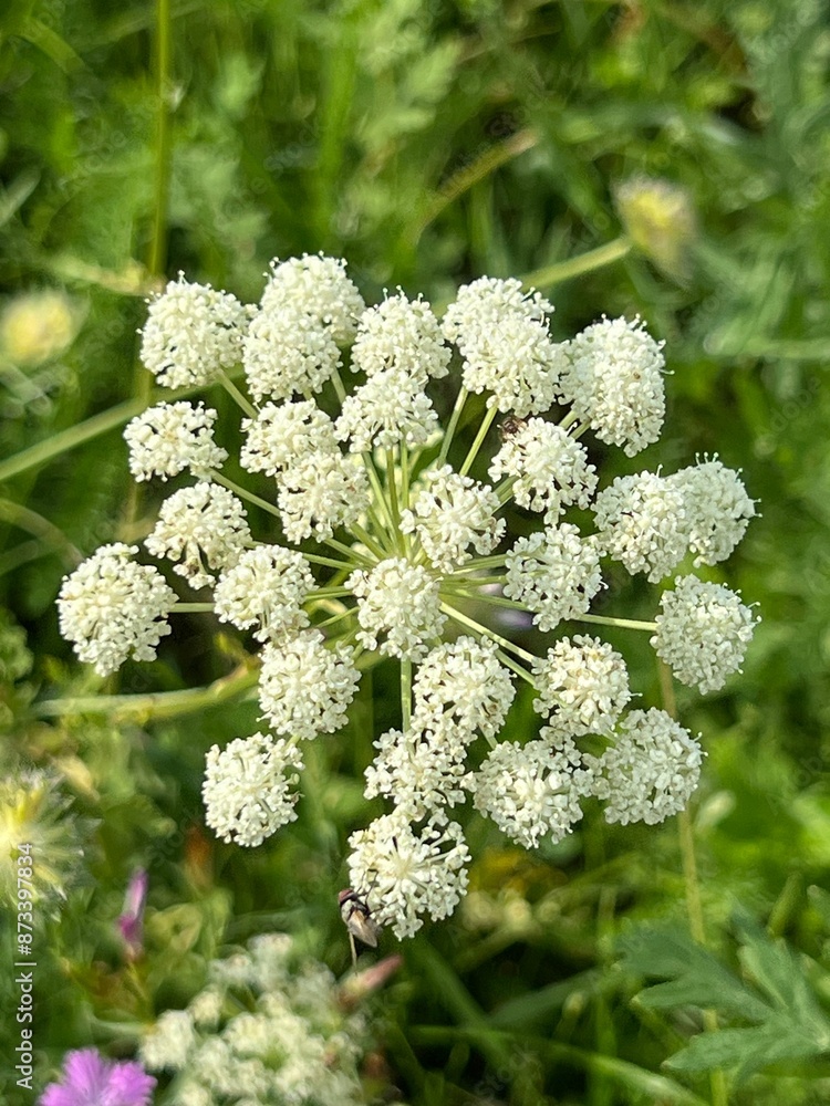 fields of beautiful flowers on the meadow and green grass fields of beautiful flowers on the meadow and green grass