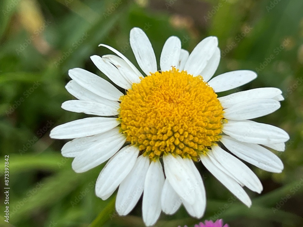 Fototapeta premium fields of beautiful flowers on the meadow and green grass