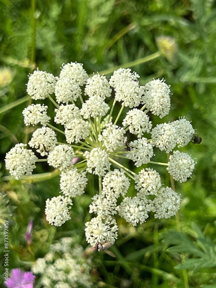 fields of beautiful flowers on the meadow and green grass fields of beautiful flowers on the meadow and green grass