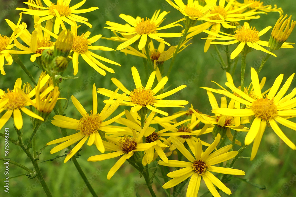 Close up of the head of a Common Ragwort plant (Jacobaea vulgaris)
Close up of the head of a Common Ragwort plant (Jacobaea vulgaris)