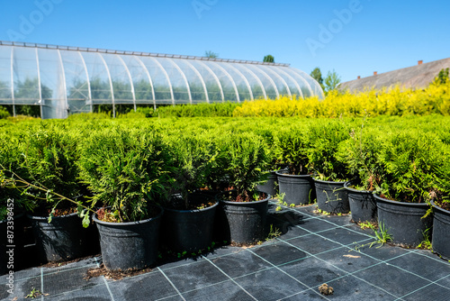 Tree nursery and decorative tree shop in summer. Gardening shop