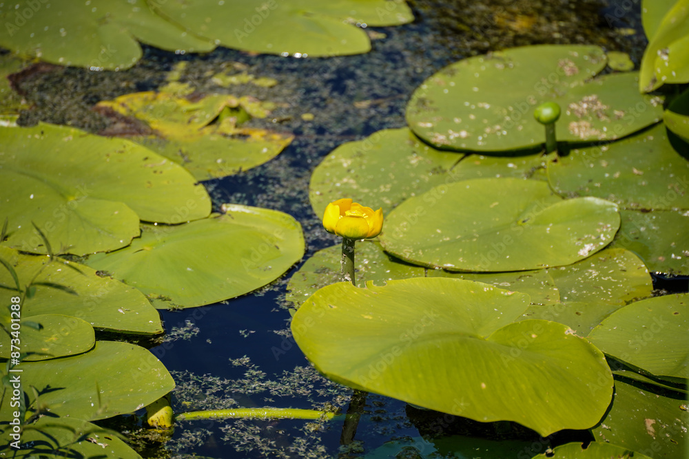 Petal of blooming water lily and leaves in the river, Beautiful natural background with water lilies on the water Petal of blooming water lily and leaves in the river, Beautiful natural background with water lilies on the water