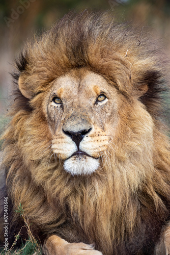 portrait of a lion