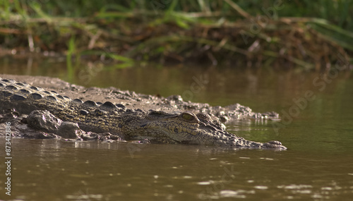 Close-up of a crocodile sliding in the river water and mud, and splashing; Saltwater crocodile (Crocodylus porosus) from Nilwala River Sri Lanka	 photo