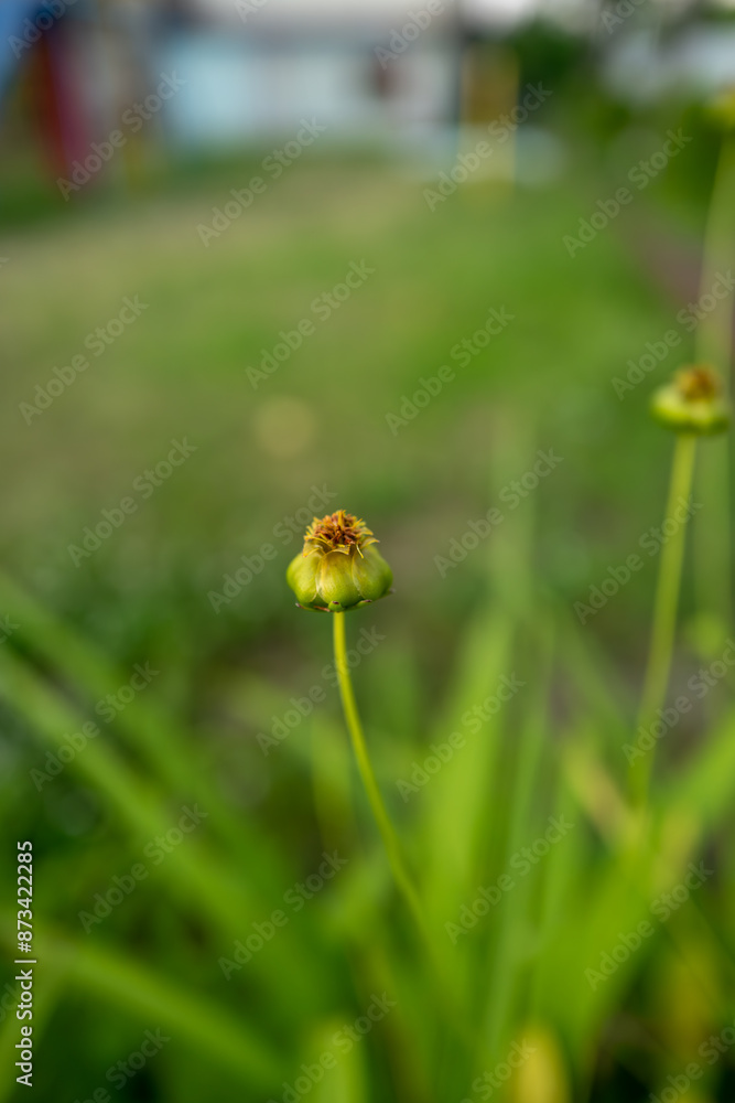 夕暮れに咲くコレオプシスの蕾 夕暮れに咲くコレオプシスの蕾