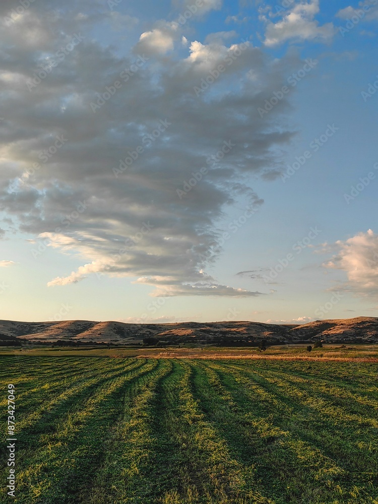Obraz premium Clover Field Grass. Agricultural Landscape Under a Cloudy Sky from a Wide Angle Perspective.