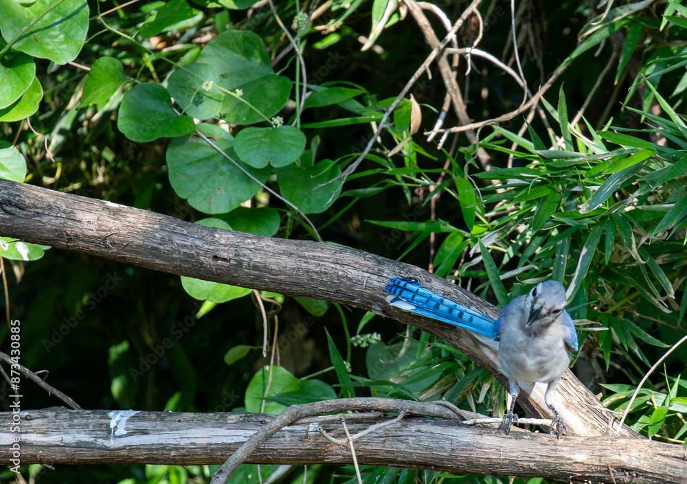 Obraz premium Curious blue jay perched on a tree limb
