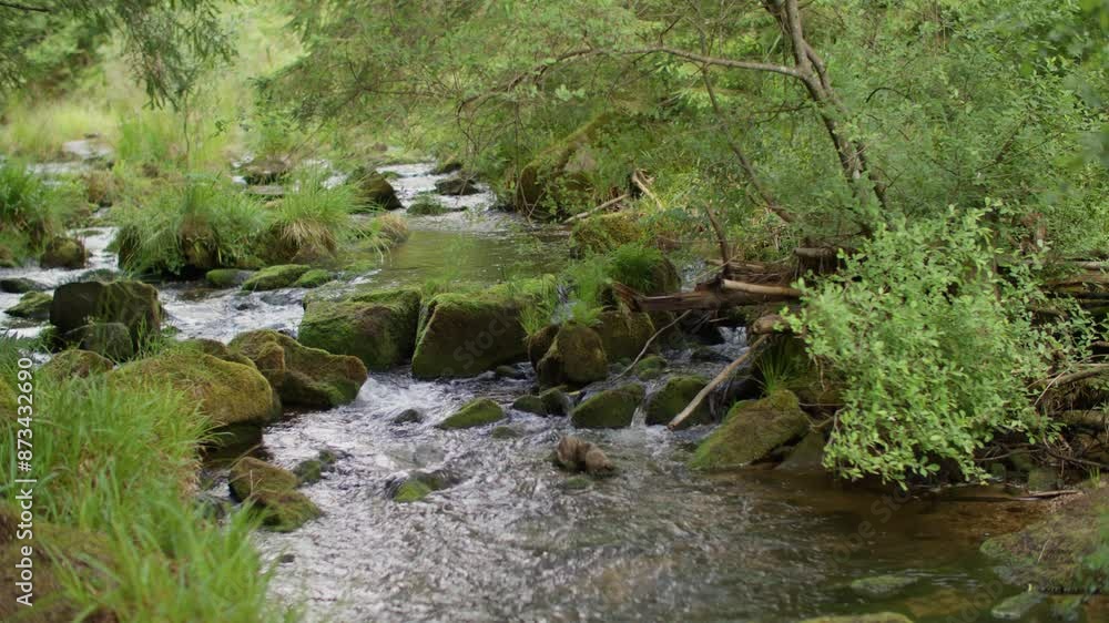 Clear forest stream flowing over mossy rocks with dense vegetation on its banks Clear forest stream flowing over mossy rocks with dense vegetation on its banks