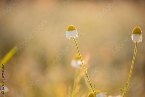 Cute field daisies in the sunlight. Closing chamomile flowers before sunset.
 photo